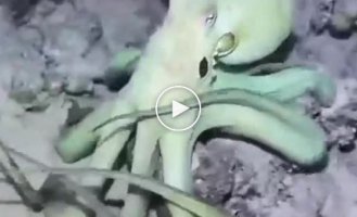 Octopus disguise. And yes, they can mimic not only color, but also texture