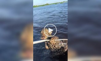 Fisherman fishes out and saves baby jaguar