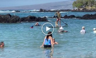 A man rides his dog on a board