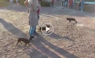 A dog's reaction to its robot double