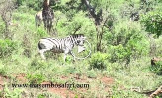 Zebra unexpectedly staged a warthog chase