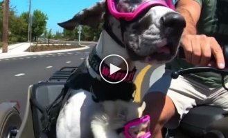Собаки с удовольствием катаются в коляске мотоцикла