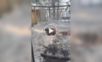 Cats react to a marten behind glass