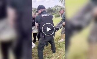 Alligator stuck in a folding chair