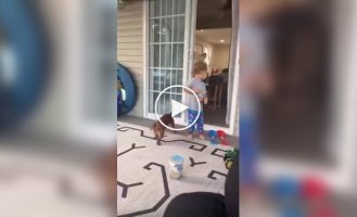 A dachshund brought to life a cunning plan to get food