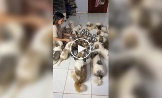 «Сначала помолимся»: почти 20 щенков синхронно ждут разрешения на еду