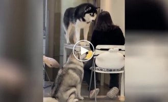 “Eat, we don’t interfere”: huskies that amaze with their impudence