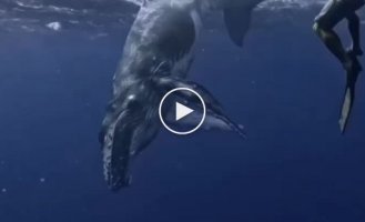 Future dream: swim with whales