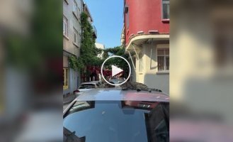 Коти Стамбула