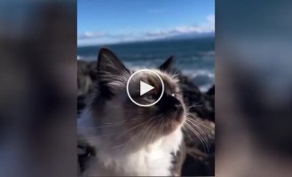 Кот наслаждается морским воздухом