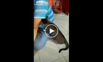 Кошак потерял сознание от запаха хозяина