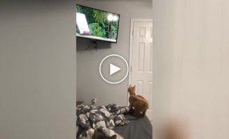 “I’ll catch you!”: the kitten decided to hunt, but failed