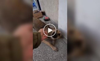 An IDF soldier met a dog in the Gaza Strip and brought it home
