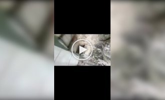 A girl accidentally dropped her phone into a baboon enclosure