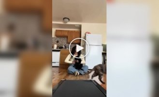 Тренировка кота на беговой дорожке