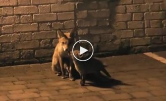 Ночные визитеры в Лондоне