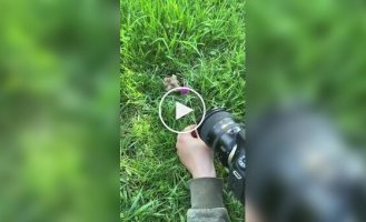How to properly photograph a hamster in nature