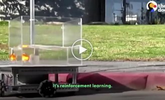 Золотих рибок навчили керувати акваріумобілем