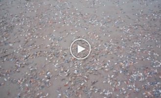 Мидии выкапываются из песка