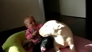 Bull Terrier and child