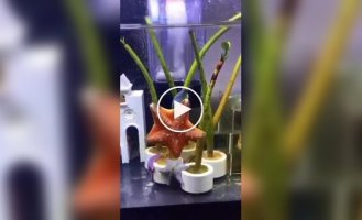 Танец морских звезд