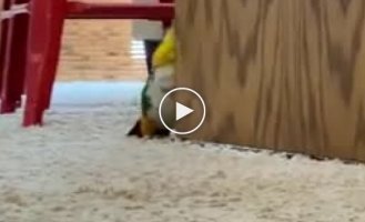 A parrot was caught doing something strange