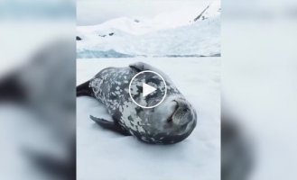 Тюлень «поет» во сне