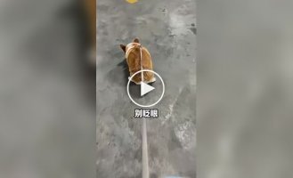 Досвідчений собачник