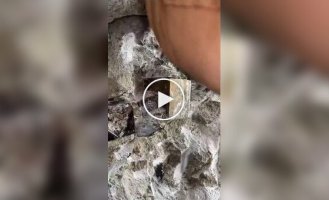Кубический кристалл пирита
