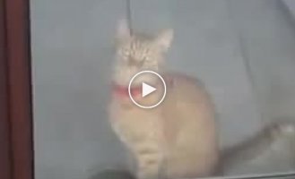 Котик хочет выйти