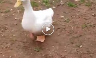 How fast can a very hungry duck reach?