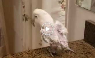 The parrot dances funny and accurately to Michael Jackson