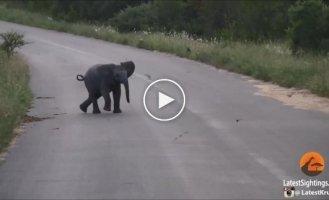 Слоненок пытается отогнать птиц