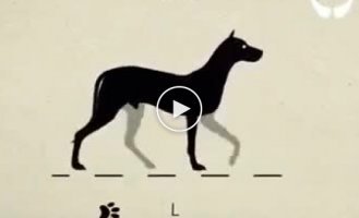 How dogs move