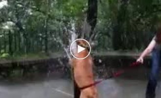 Собачка охлаждается в жару