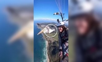 Пеликан присоединился к парапланеристу во время полета