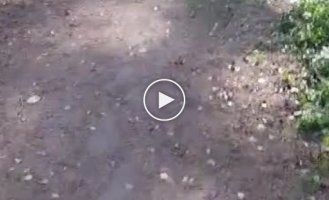 Когда пес действительно нашел самое интересное место на планете