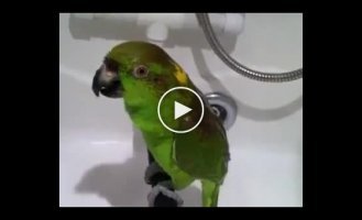 A parrot sings with its owner