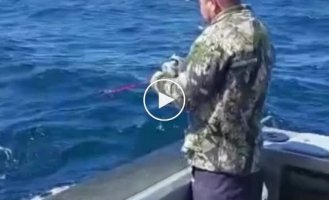 The shark came out of the sea to be outraged by the actions of the fishermen