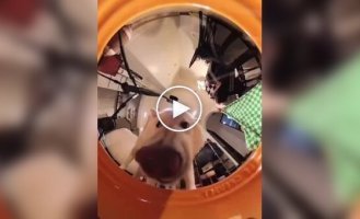 Another reason why installing a camera in your pet's feeder is a good idea