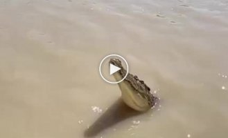 Crocodile and his jump from the water