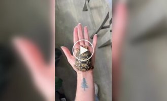 The process of turtle shell growth