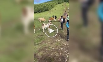 In China, cows attacked a tourist who poked them with a cane