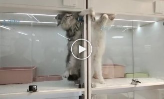 В питомнике расселили котов по разным камерам — но драки продолжились