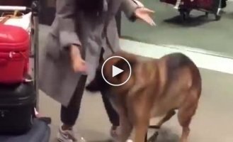 The dog meets his owner at the airport