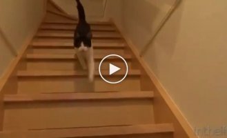 Трехдневная разлука кота с хозяином
