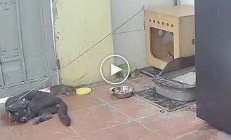 Ловушка для грызунов: как китаец заменил цепного пса котом