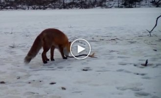 Як у тварин працює «месенджер»