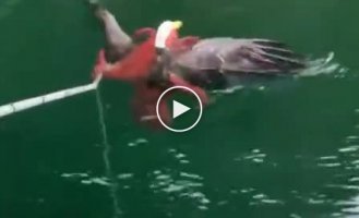 Канадский орлан ошибся с добычей