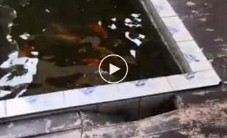 The dog pulled the pigeon out of the fish pool in front of his owner